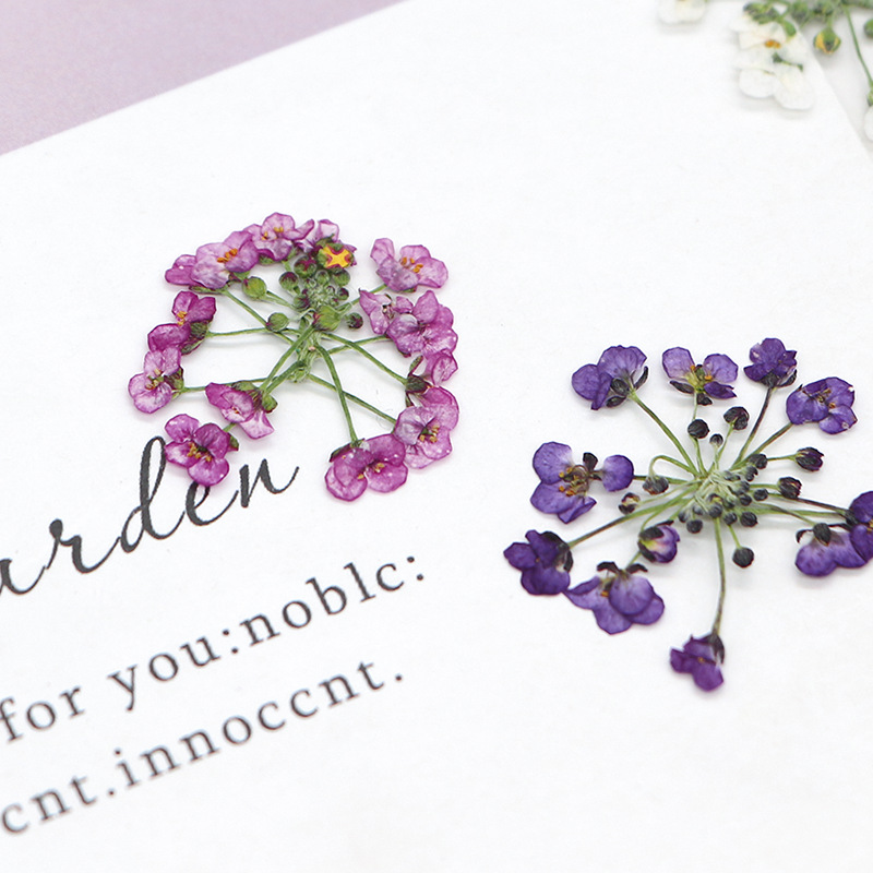 1.5-2.5cm/12個入り、天然押し花雪玉花頭、本物の花 - Dried Flower Bookmark のレビューと価格